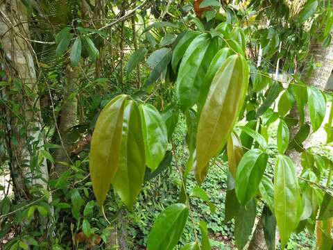 Image of Flacourtia montana J. Grah.