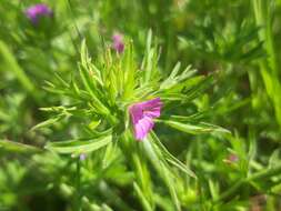 Plancia ëd Geranium dissectum L.