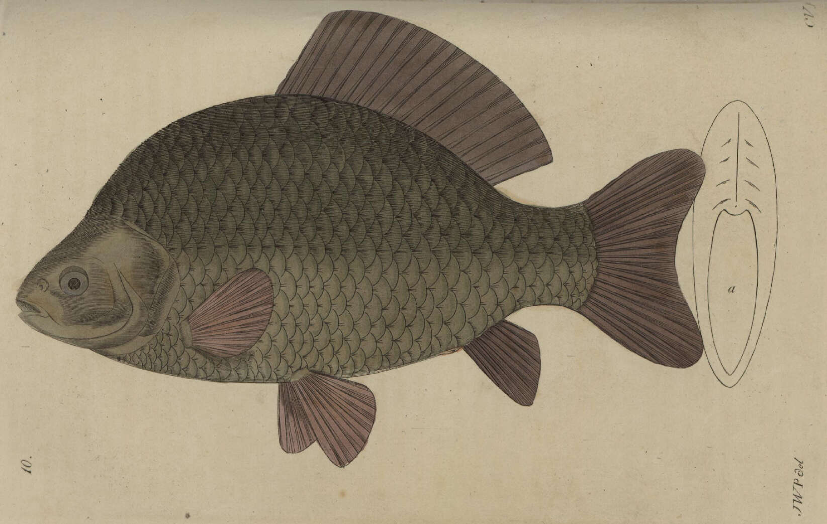 Image of Crucian Carp