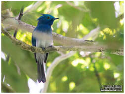 Image of Celestial Blue Monarch