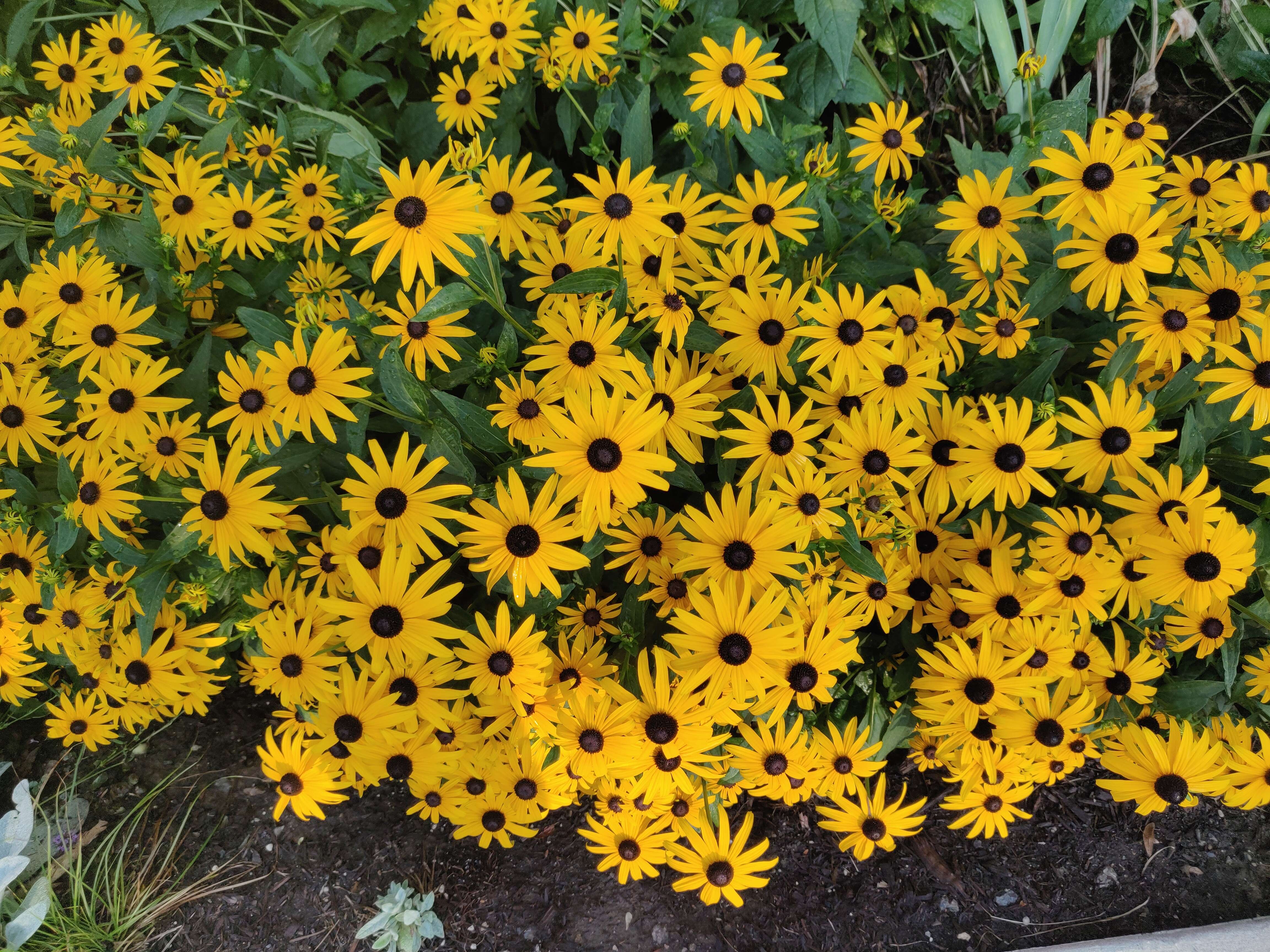 Image of coneflower