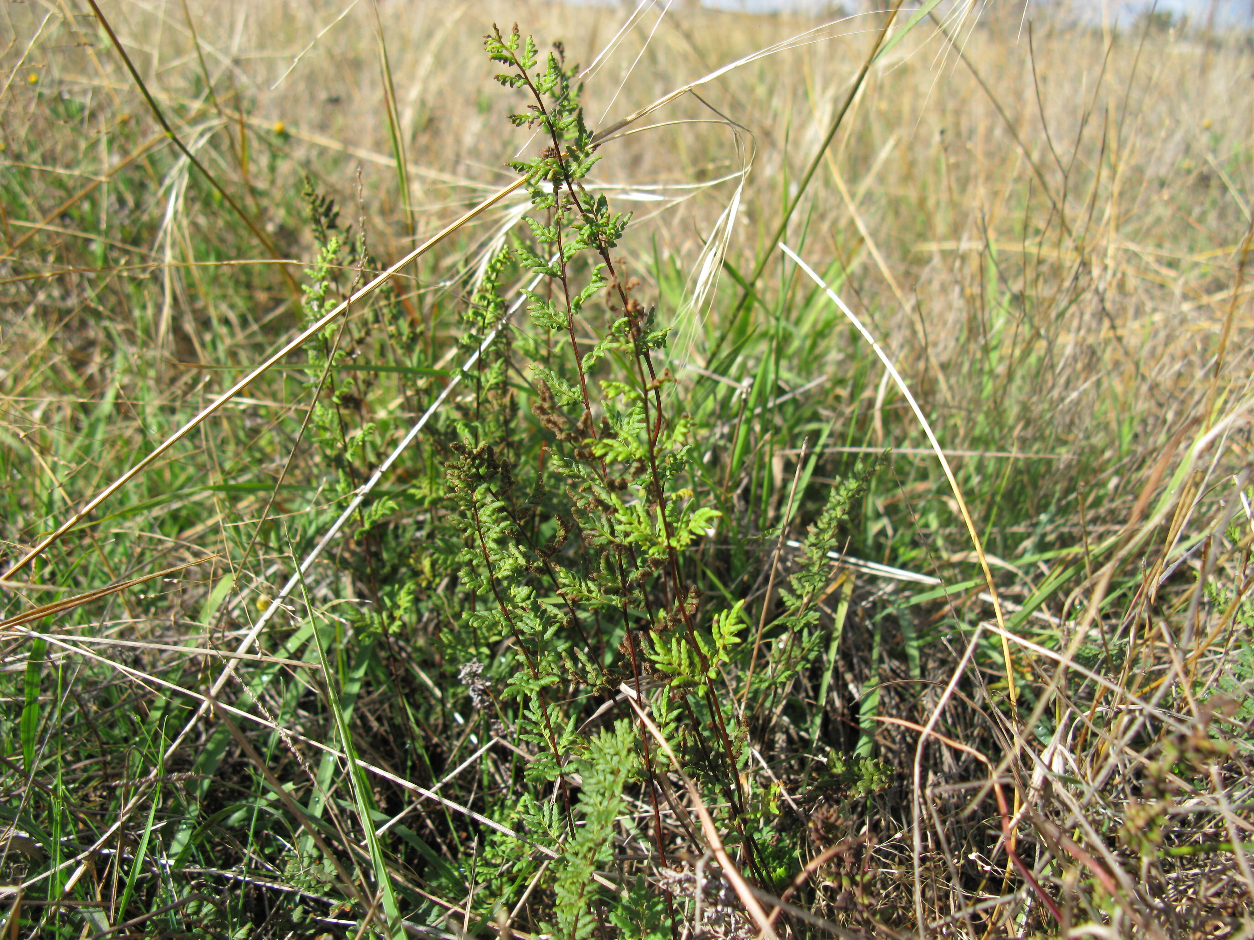 Image of Mulga fern