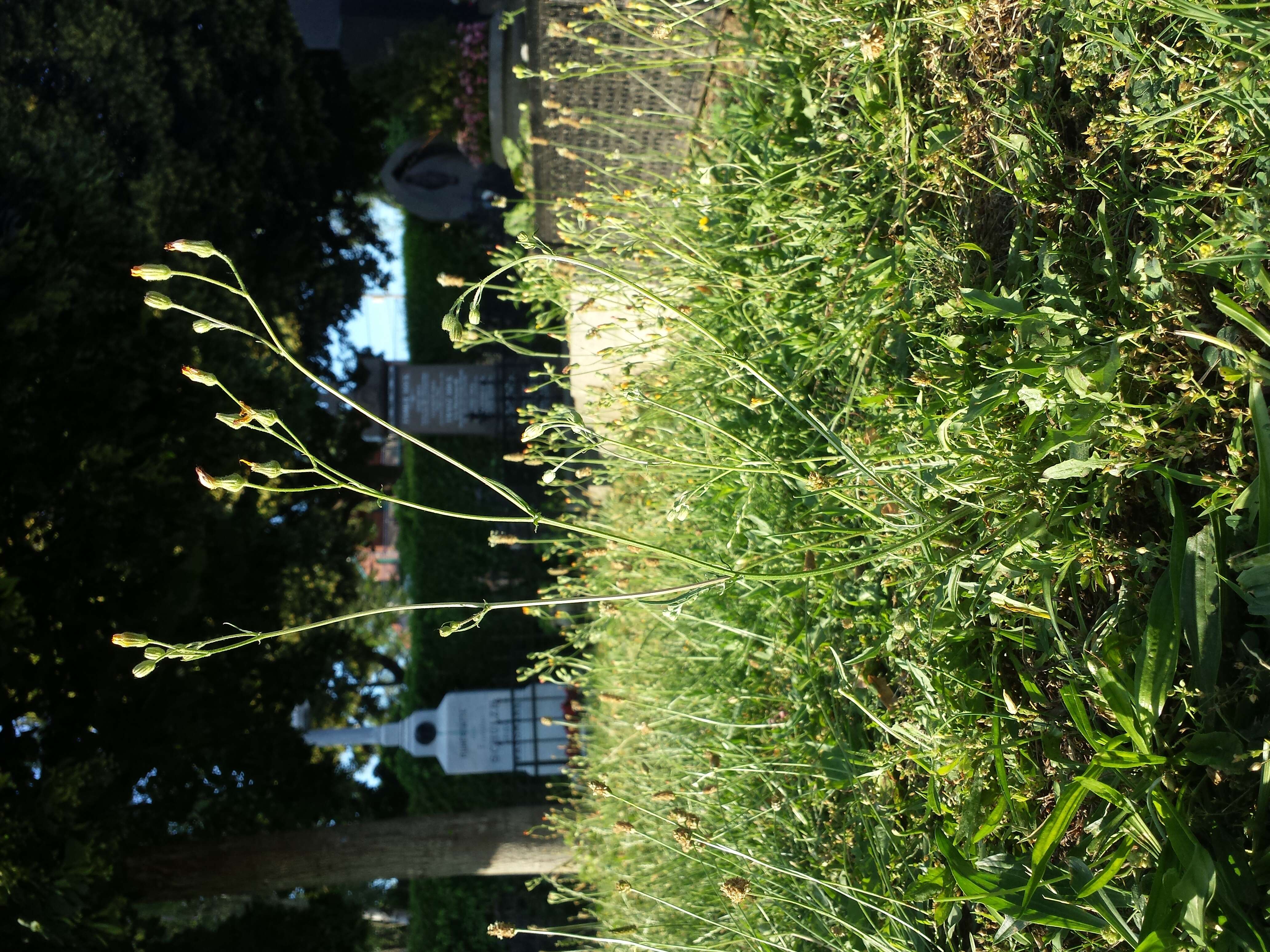 Image of smooth hawksbeard