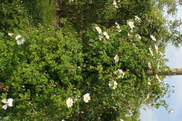 Image of Field-rose