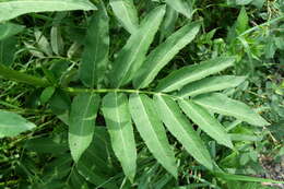 Imagem de Sambucus ebulus L.