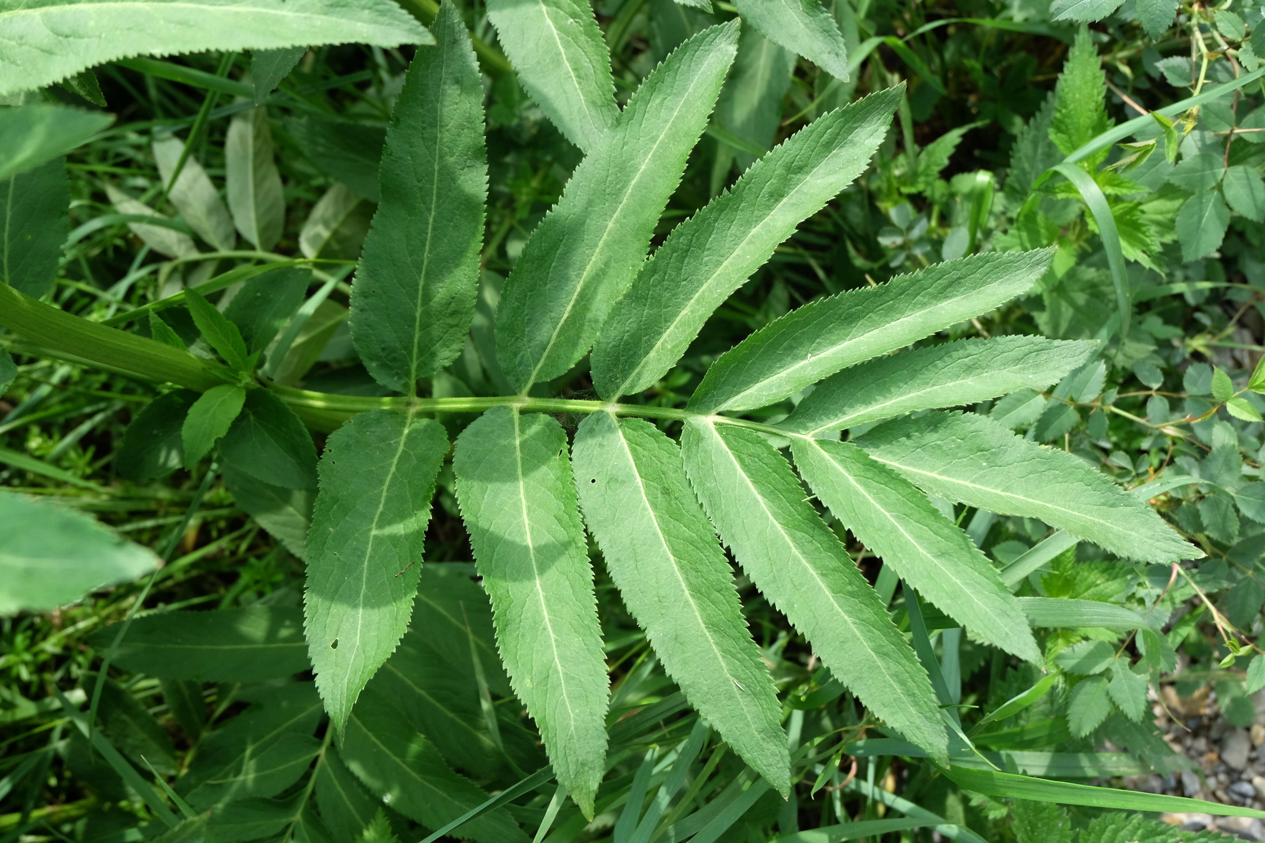 Imagem de Sambucus ebulus L.