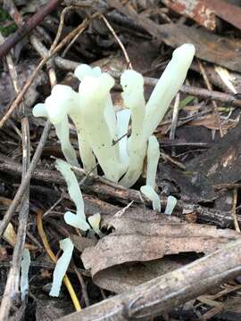 Image of Fairy fingers