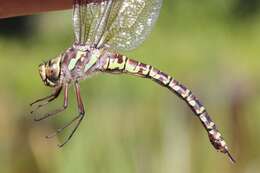 Image of Canada Darner