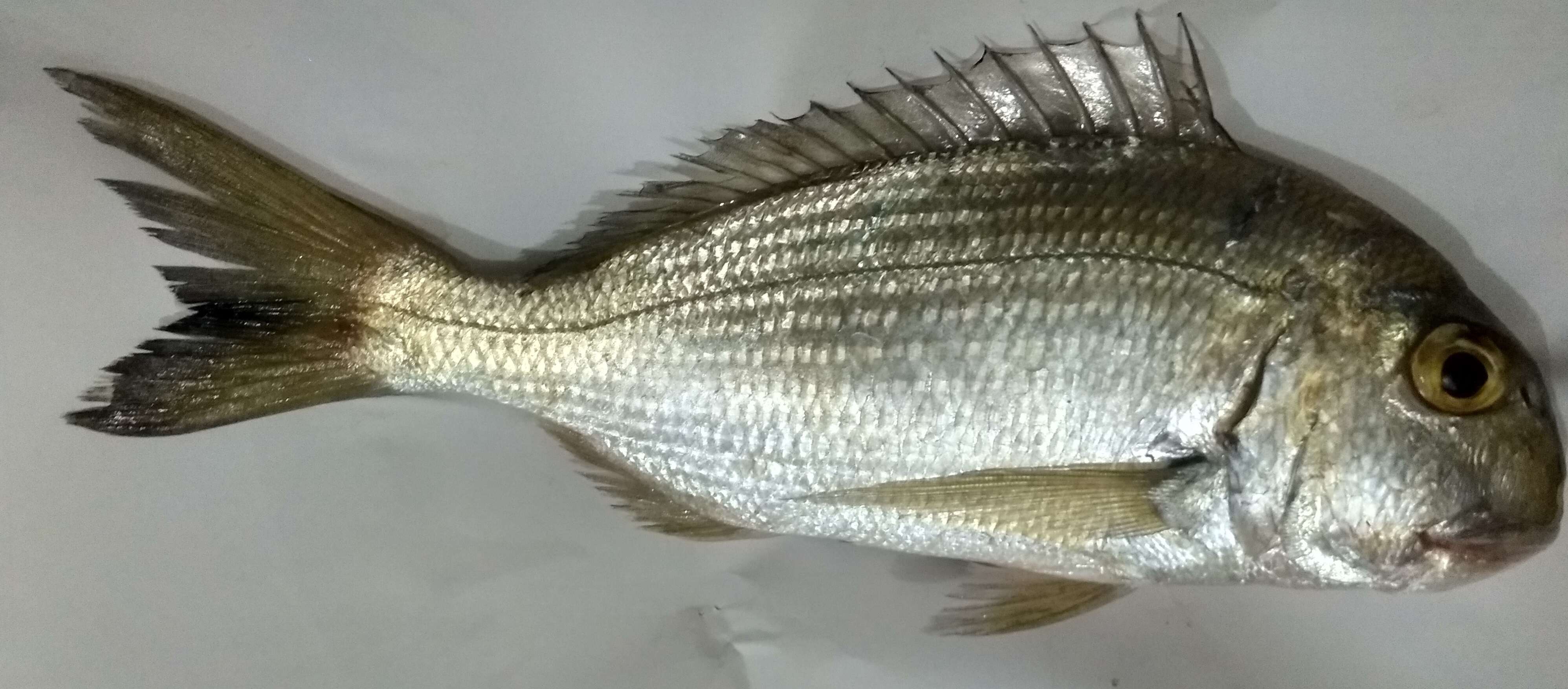 Image of Grey Bream