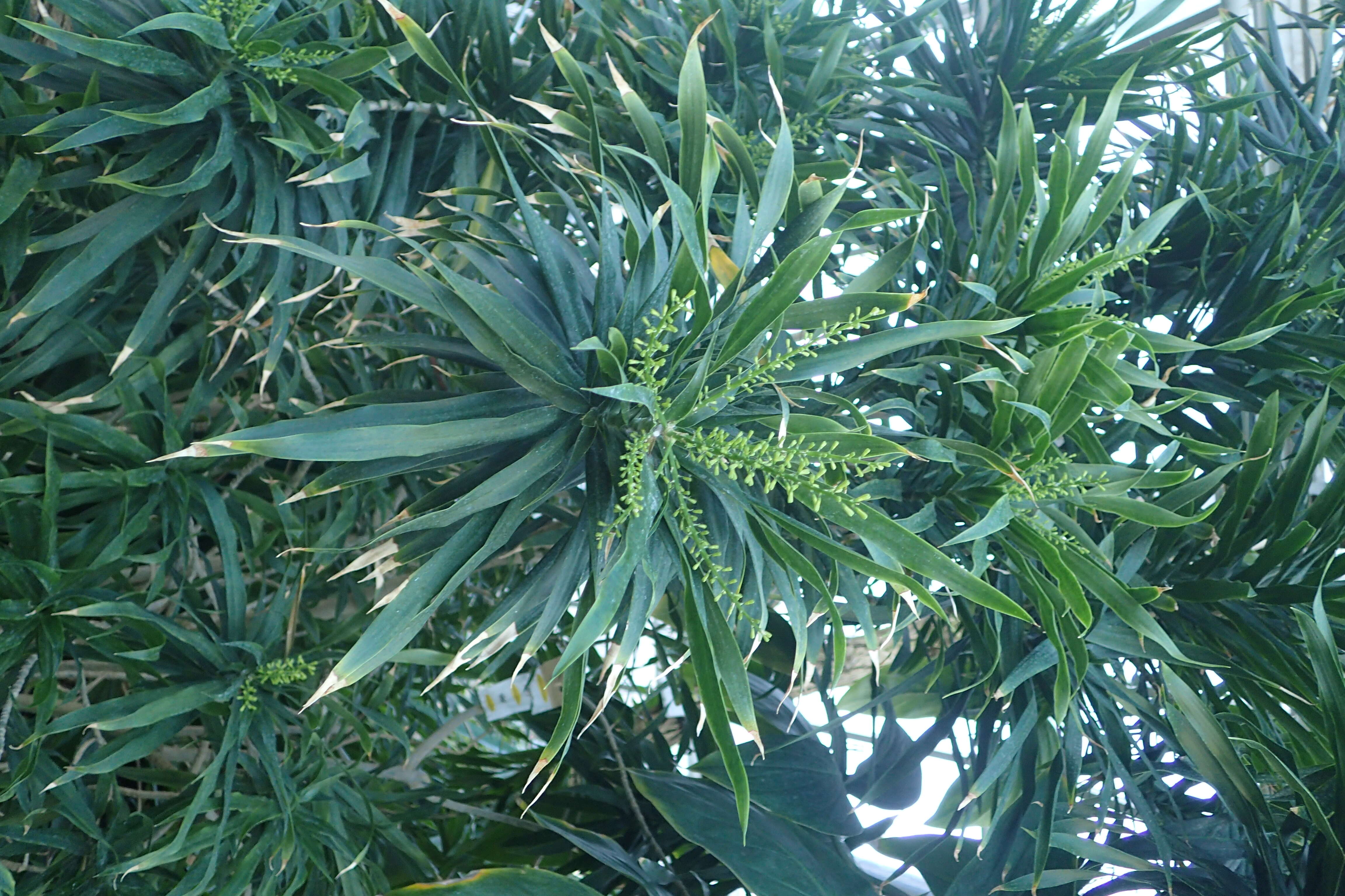 Image of Dracaena reflexa Lam.