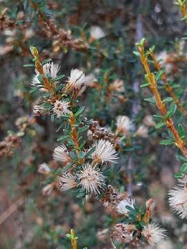 Olearia solandri (Hook. fil.) Hook. fil. resmi