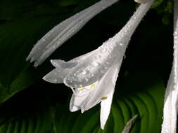 Imagem de Hosta plantaginea (Lam.) Asch.