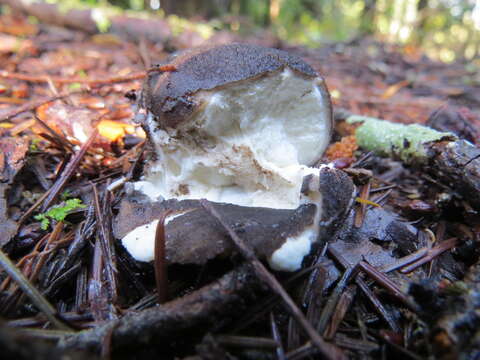 Imagem de Lycoperdon umbrinum Pers. 1801