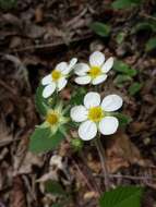 Image of Hautbois Strawberry