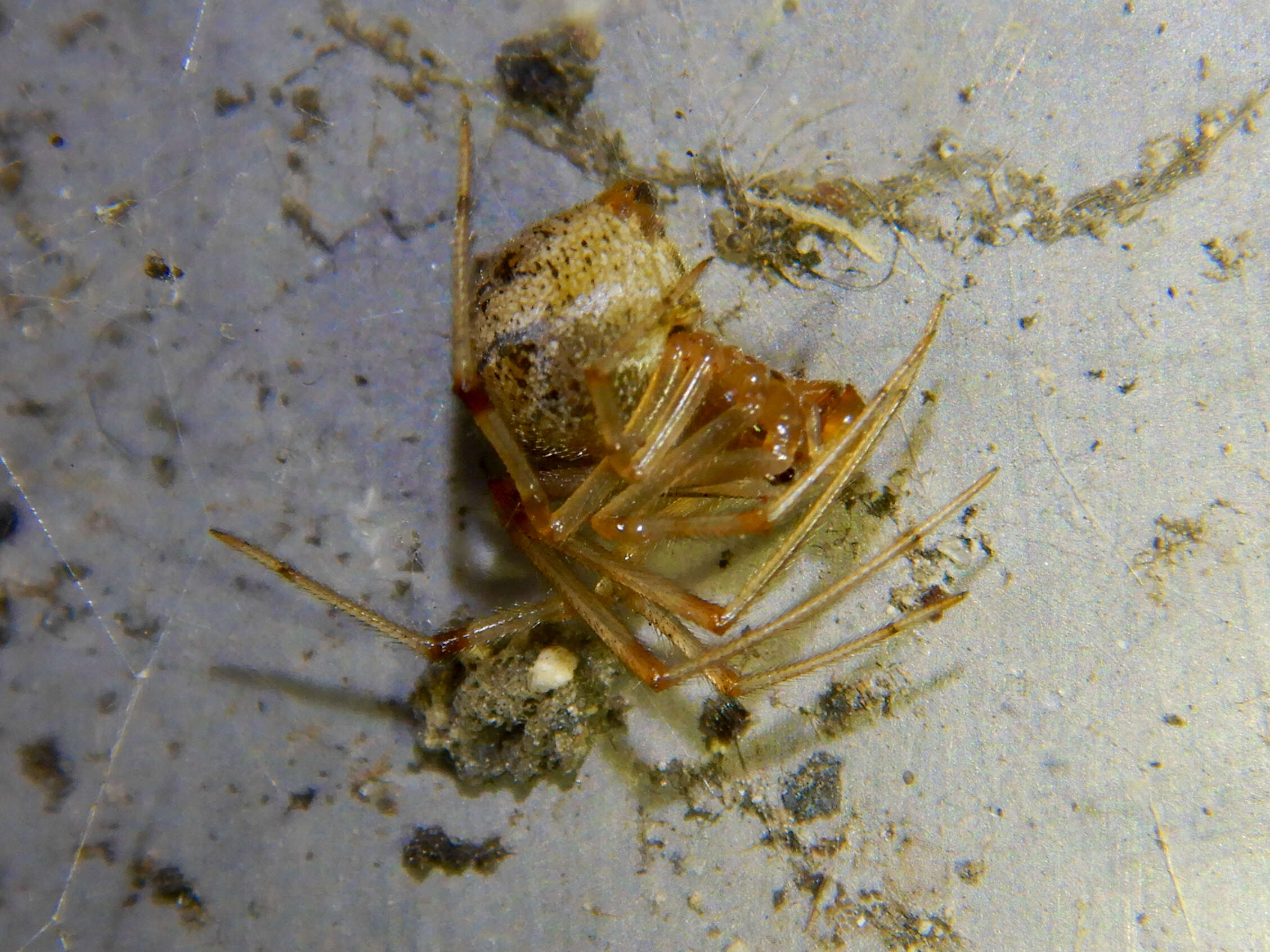 Image de Parasteatoda