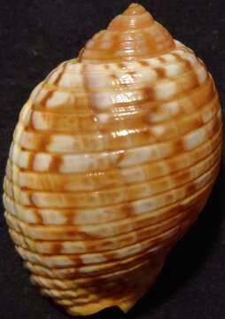 Image of tun shells