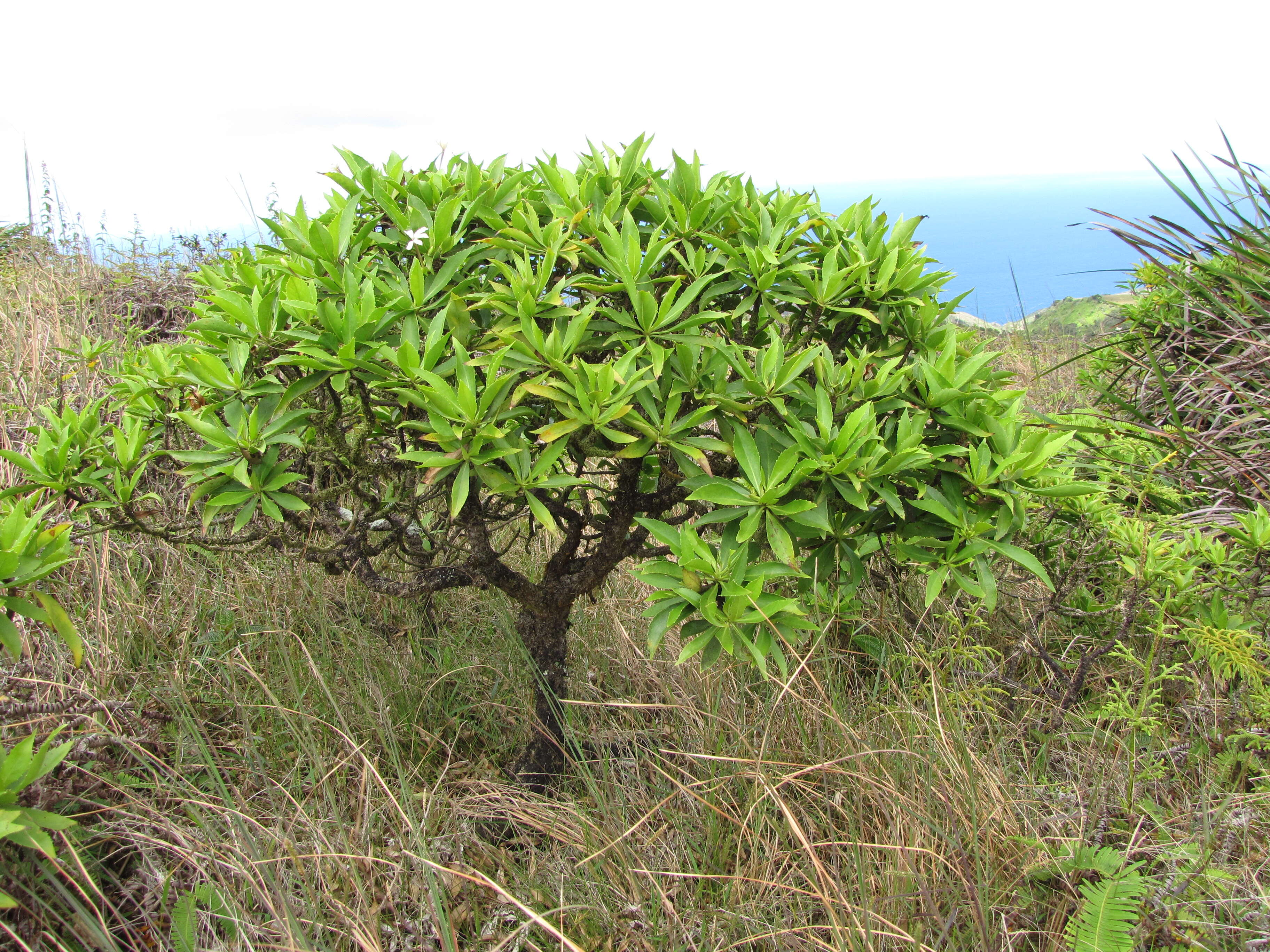 Image of naupaka kuahiwi