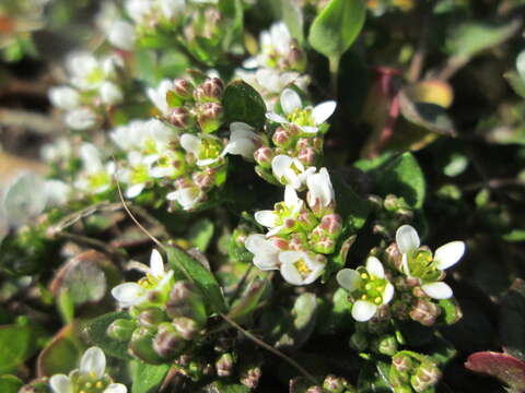 Image of early scurvygrass