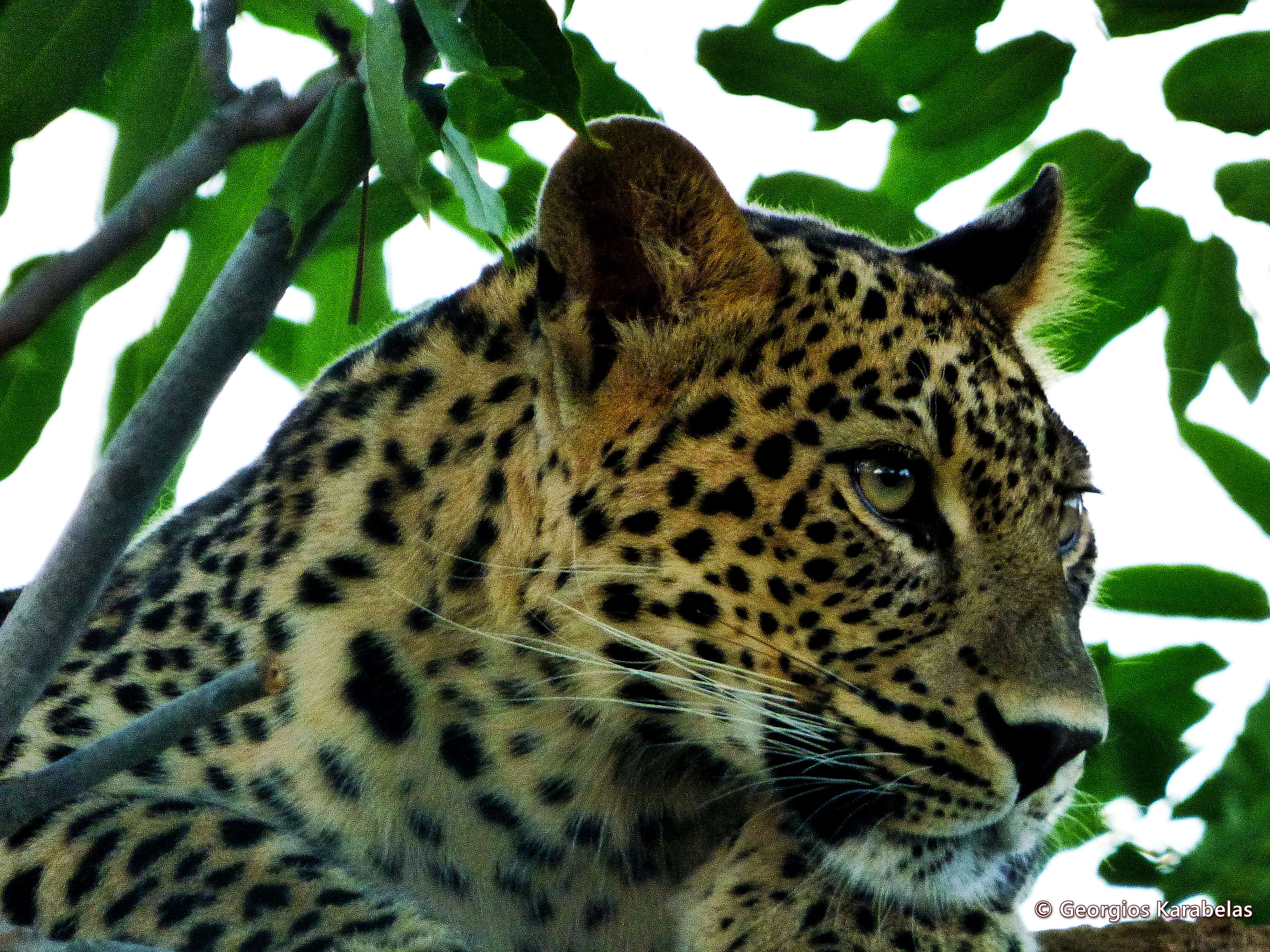 Image of Persian leopard