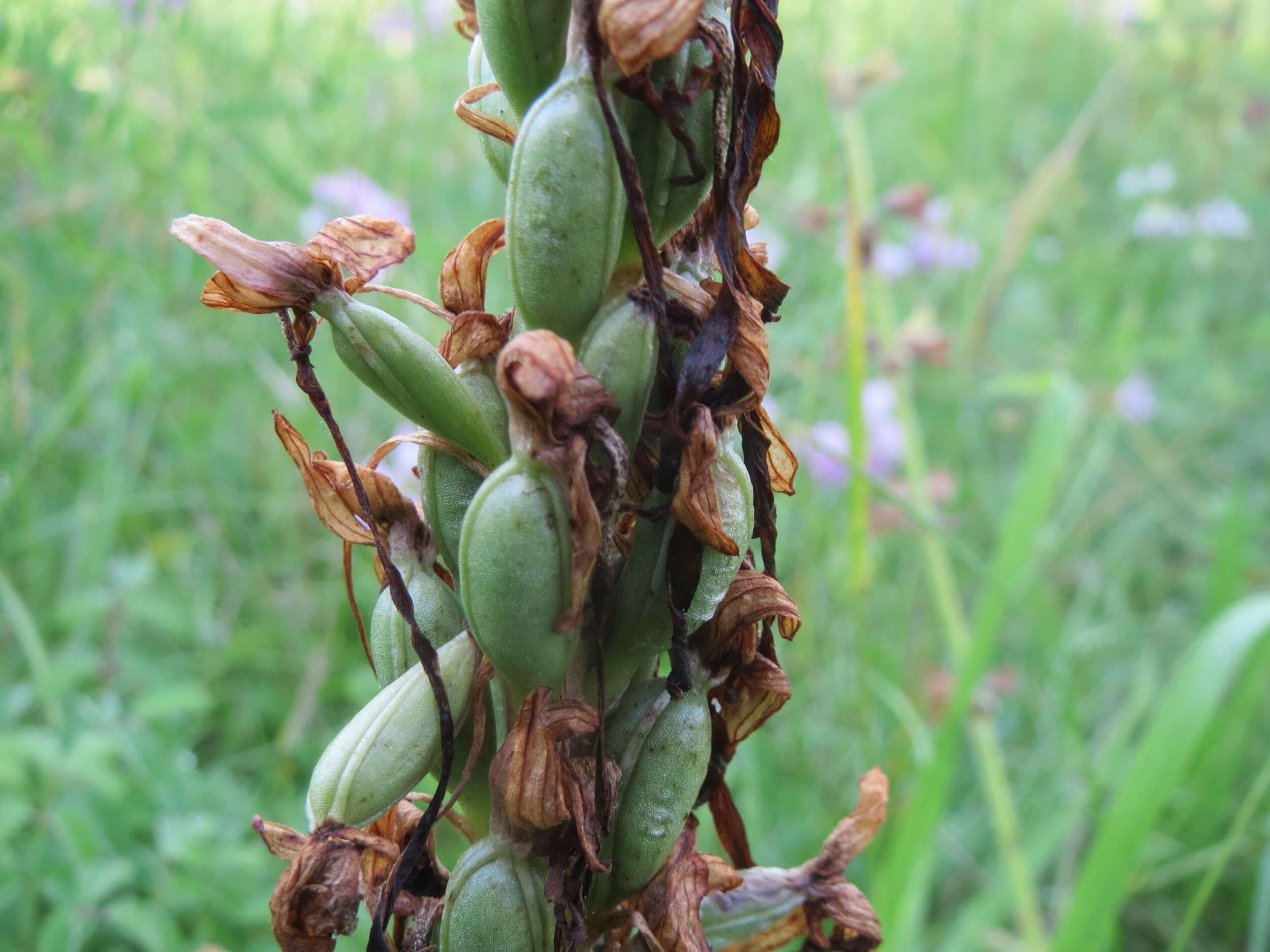 Image of Lizard orchid