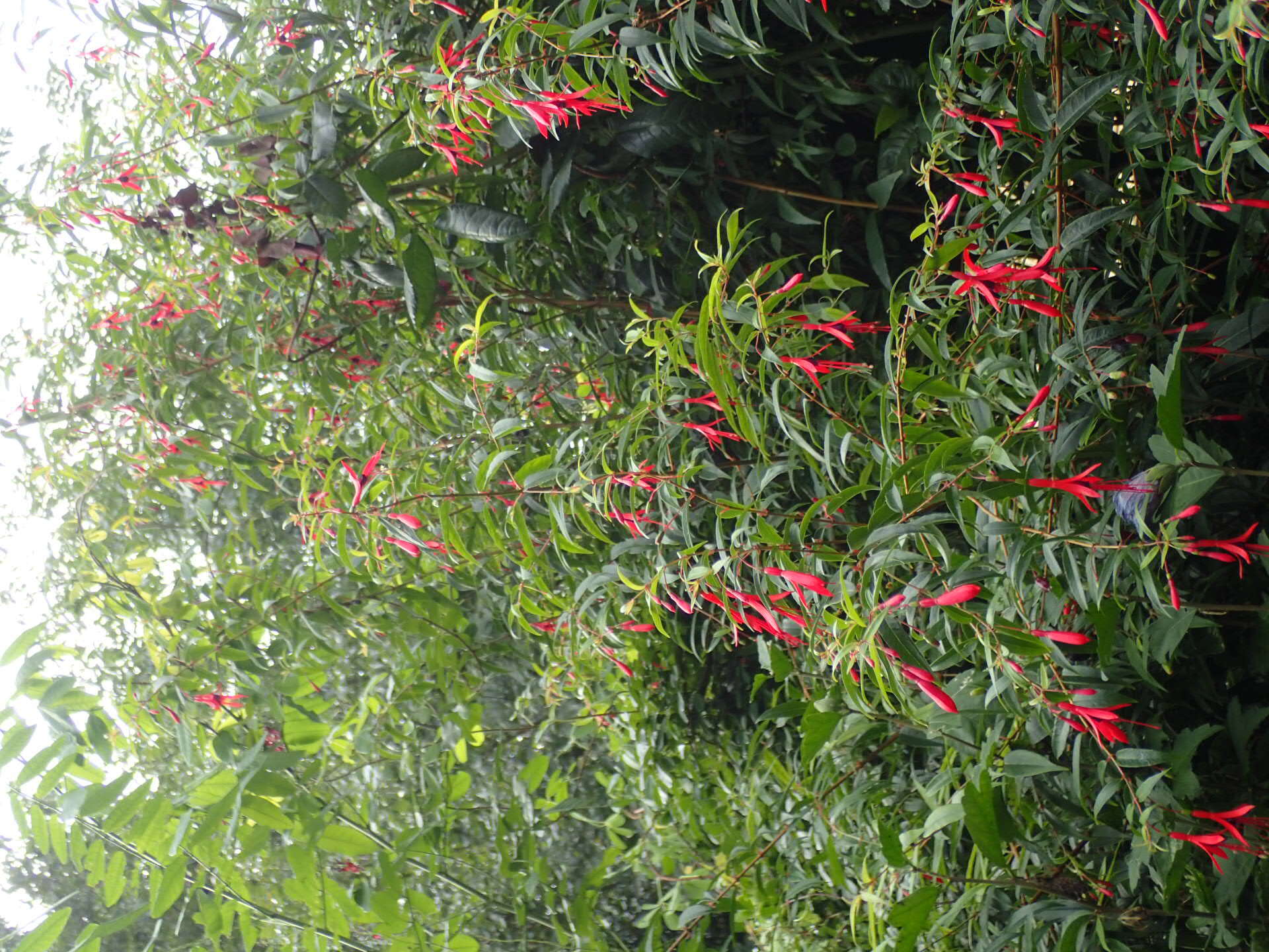 Image of Fuchsia hatschbachii P. E. Berry