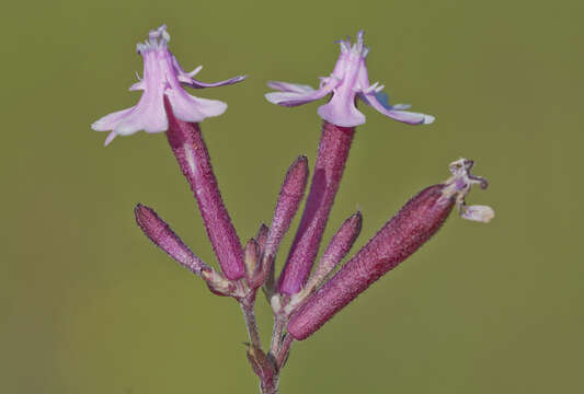 Silene aegyptiaca (L.) L. fil.的圖片