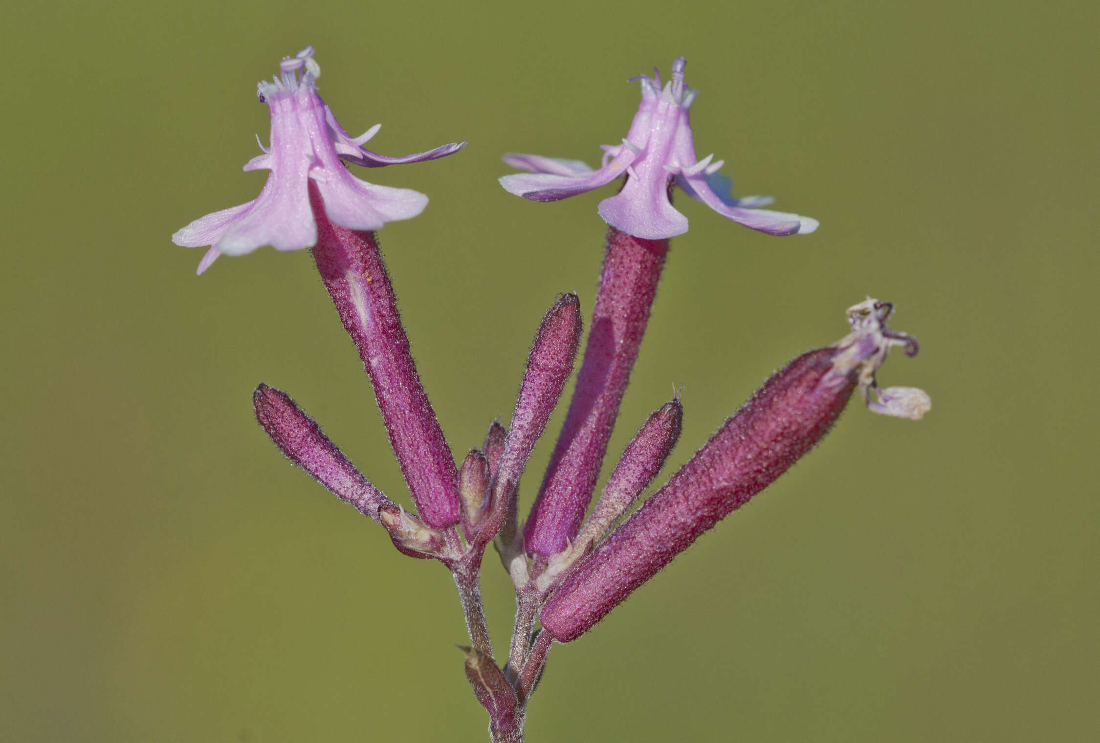 Silene aegyptiaca (L.) L. fil.的圖片