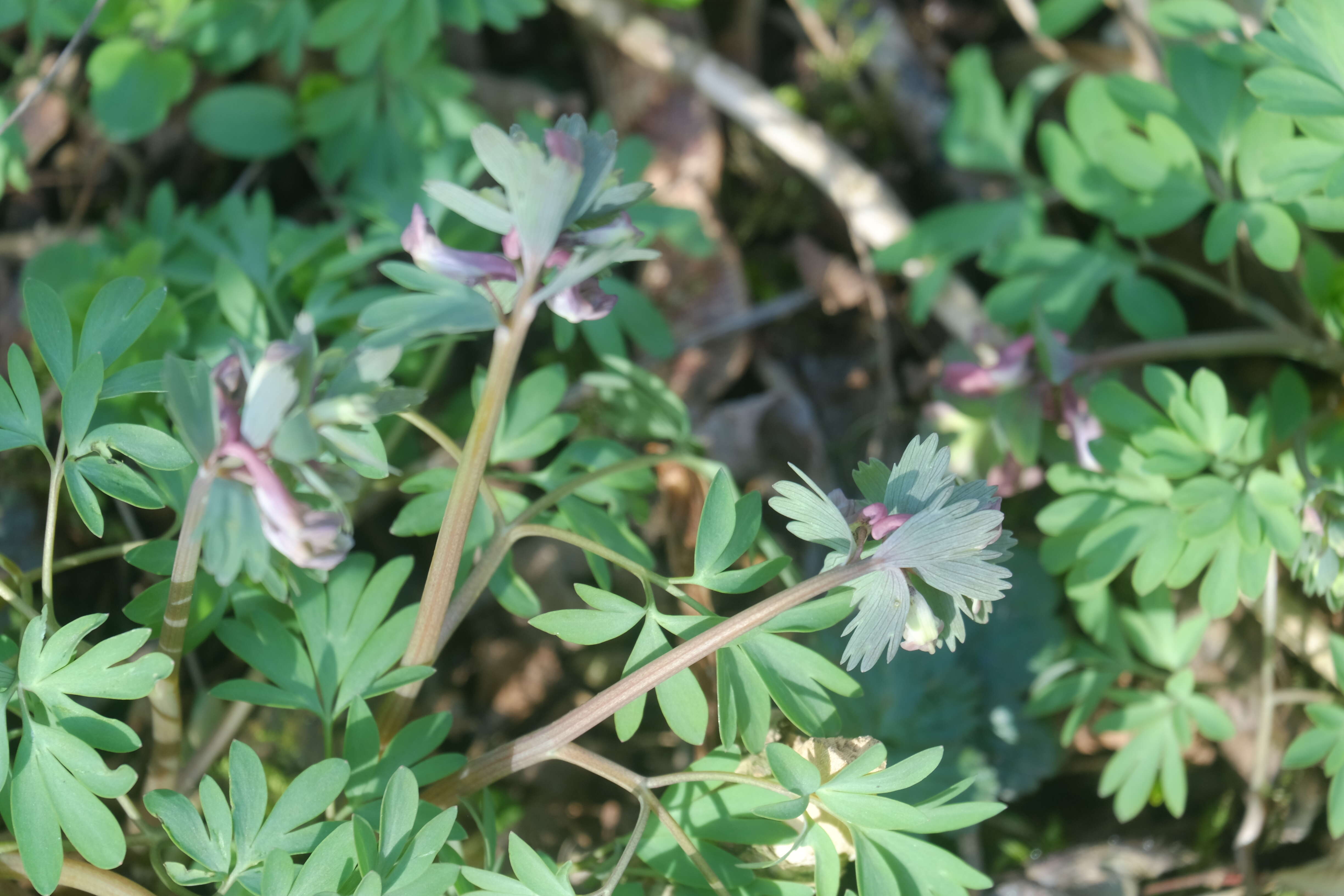 Plancia ëd Corydalis solida (L.) Clairv.