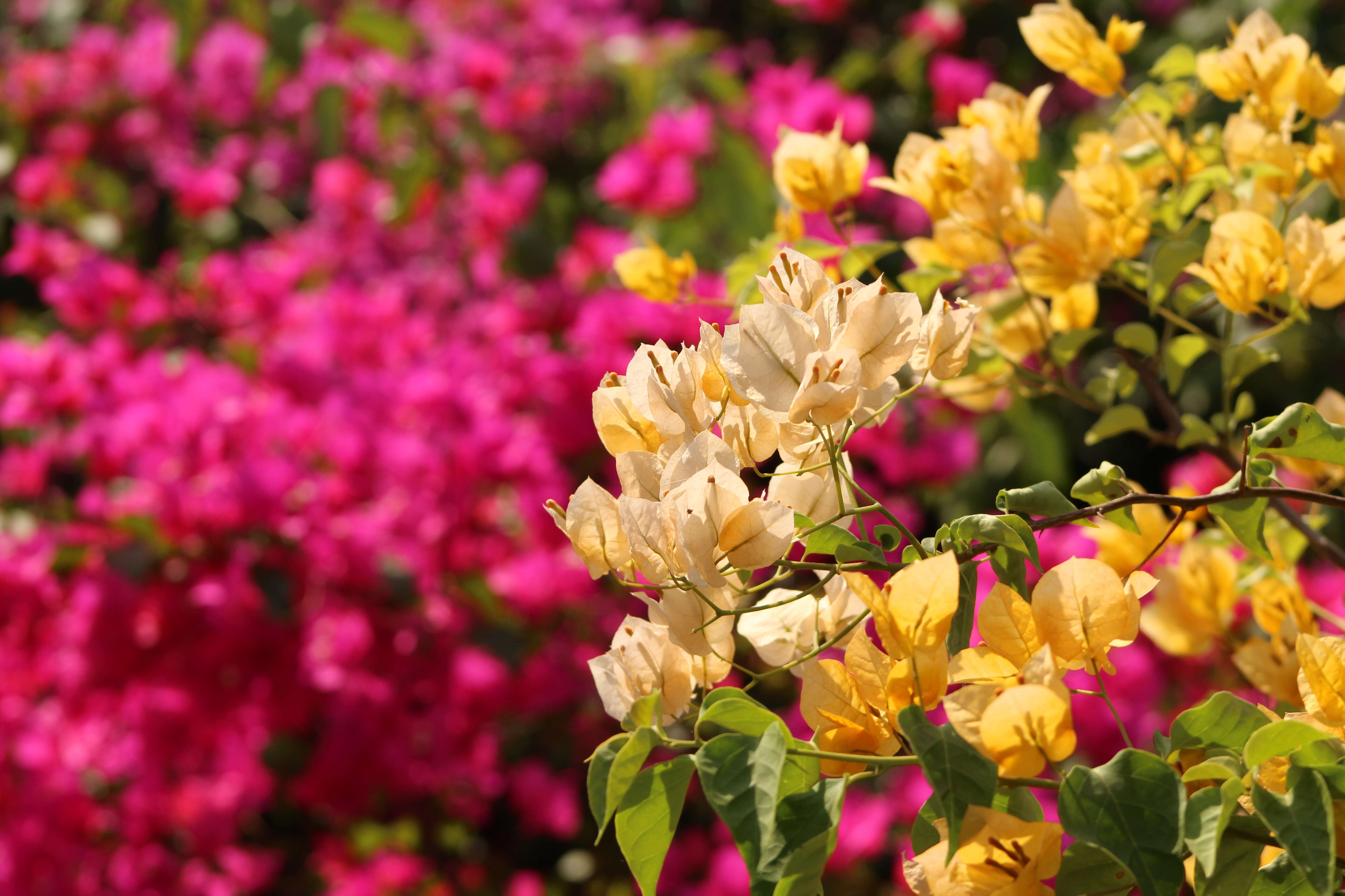 Слика од Bougainvillea