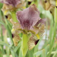 صورة Iris paradoxa Steven