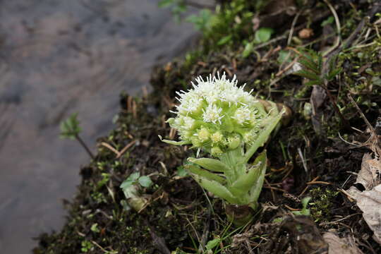 Image of Petasites albus (L.) Gaertn.