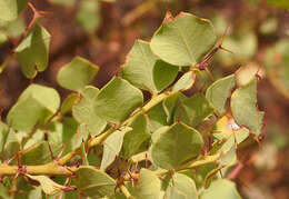 Imagem de Acacia strongylophylla F. Muell.