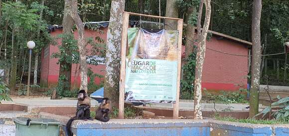 Image of Black Capuchin