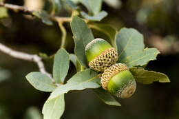 Image of gray oak