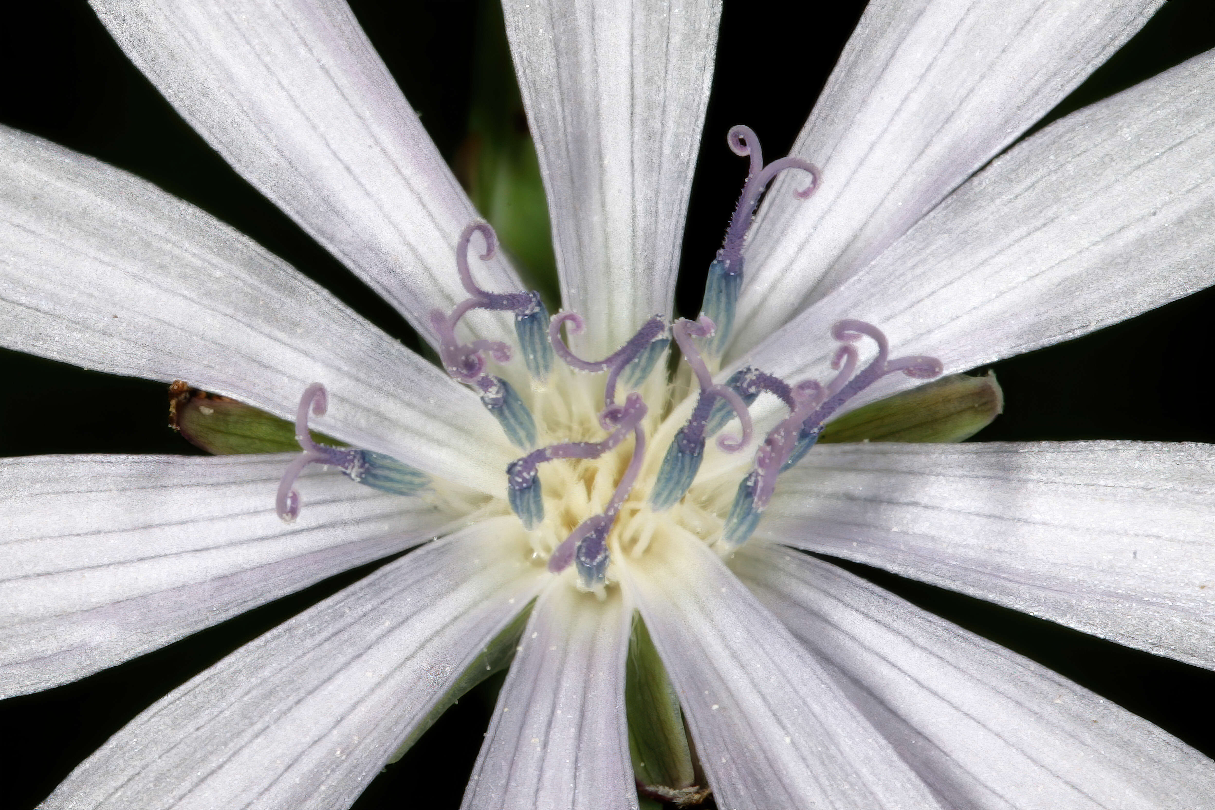 Image of wild lettuce