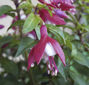 Image of Fuchsia