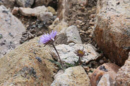 Image of largeflower fleabane