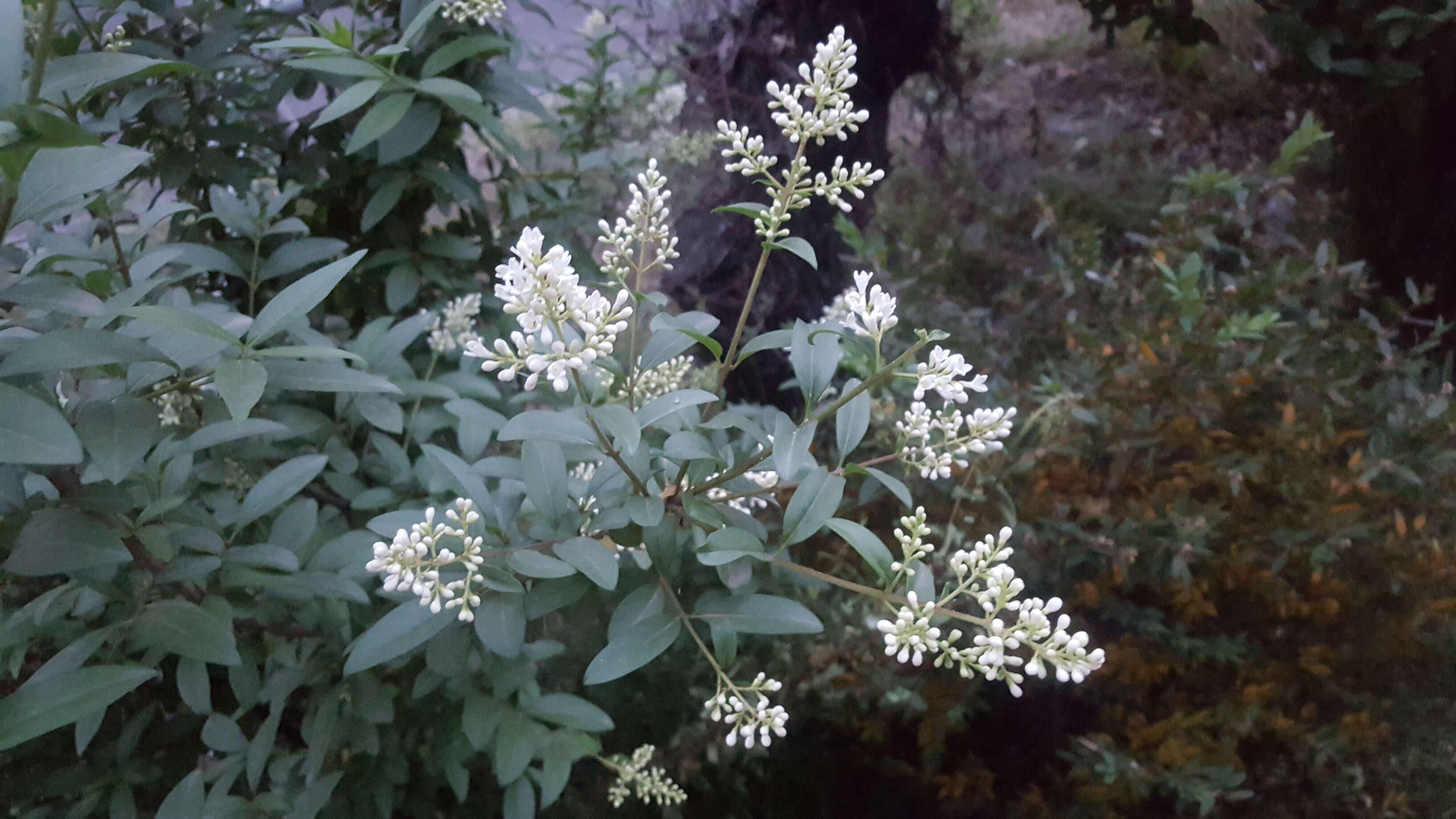 Image of European privet