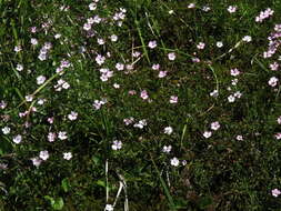 Image of Heliosperma pusillum (Waldst. & Kit.) Rchb.