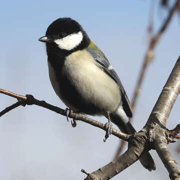 Image of Japanese Tit