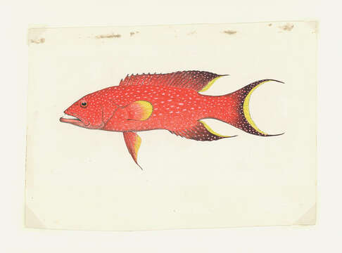 Image of Common Lyre-tail Cod