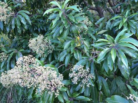 Image of Forest elder