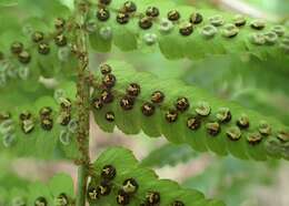 Image de Dryopteris erythrosora (D. C. Eat.) O. Kuntze