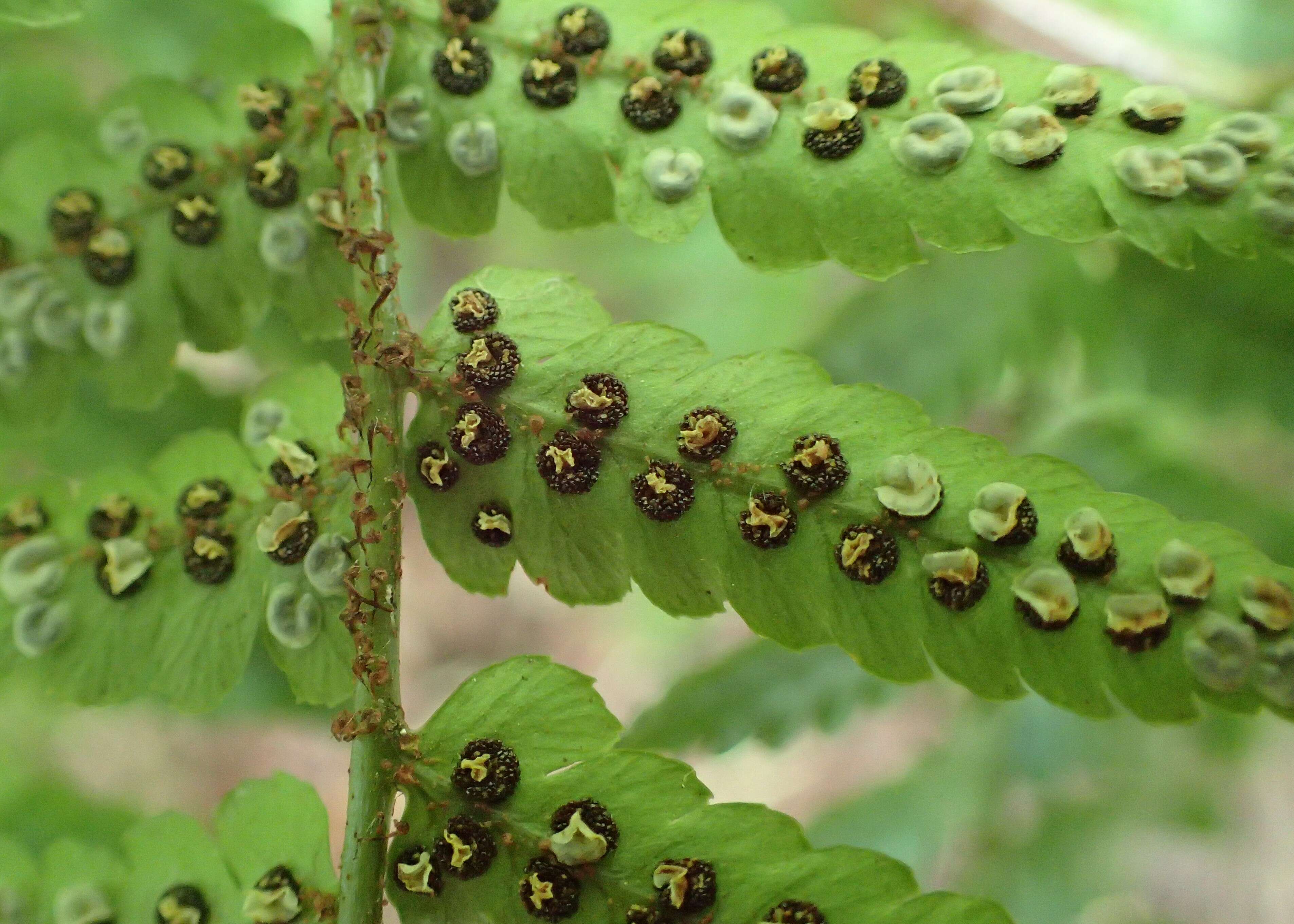 Image of Autumn fern