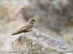 Image of Eurasian Crag Martin