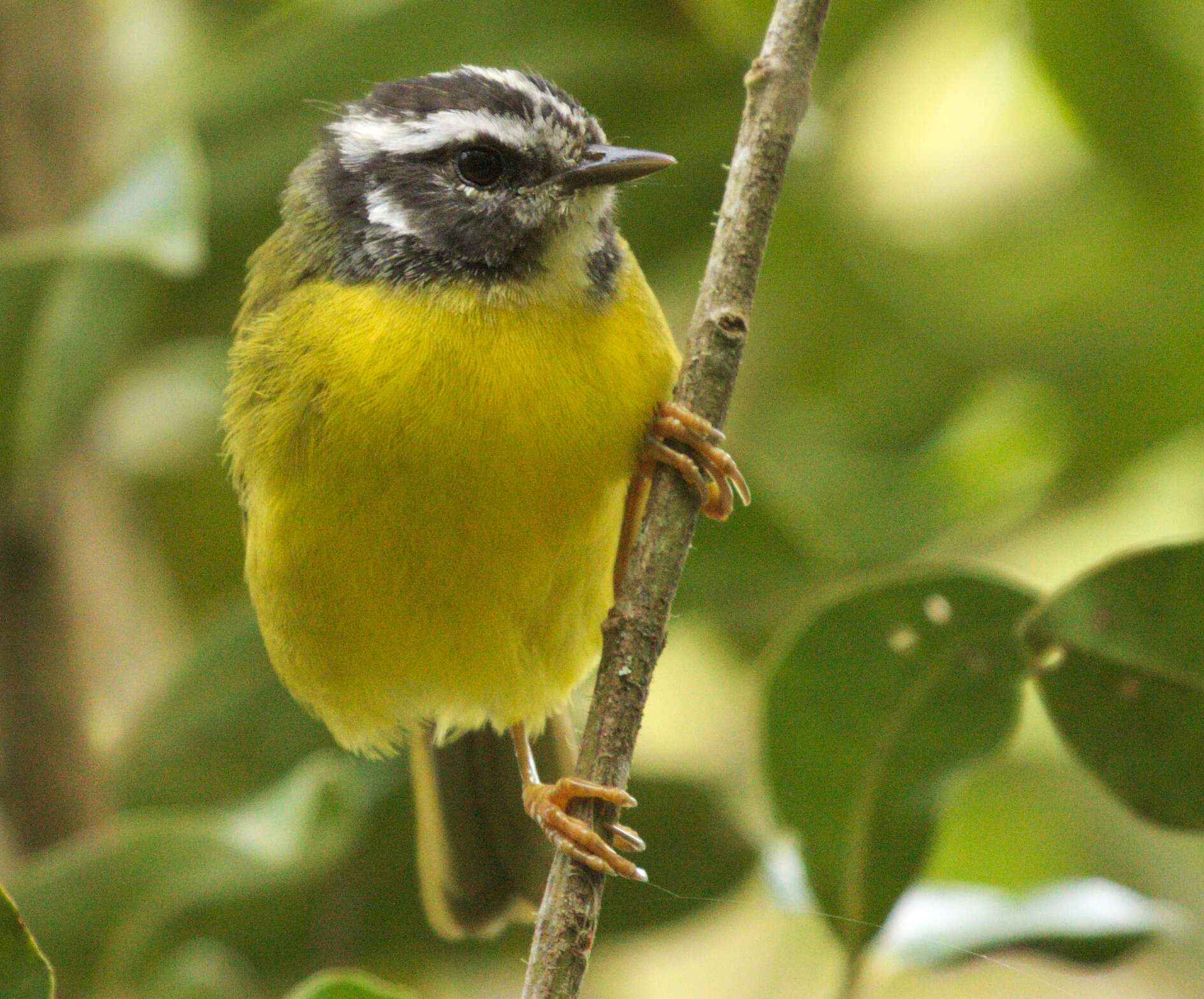 Image of Santa Marta Warbler