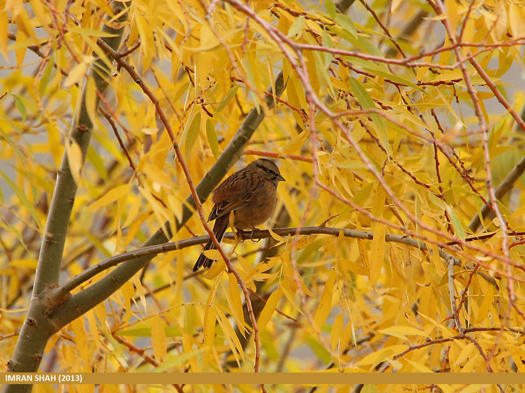 Image of European Rock Bunting