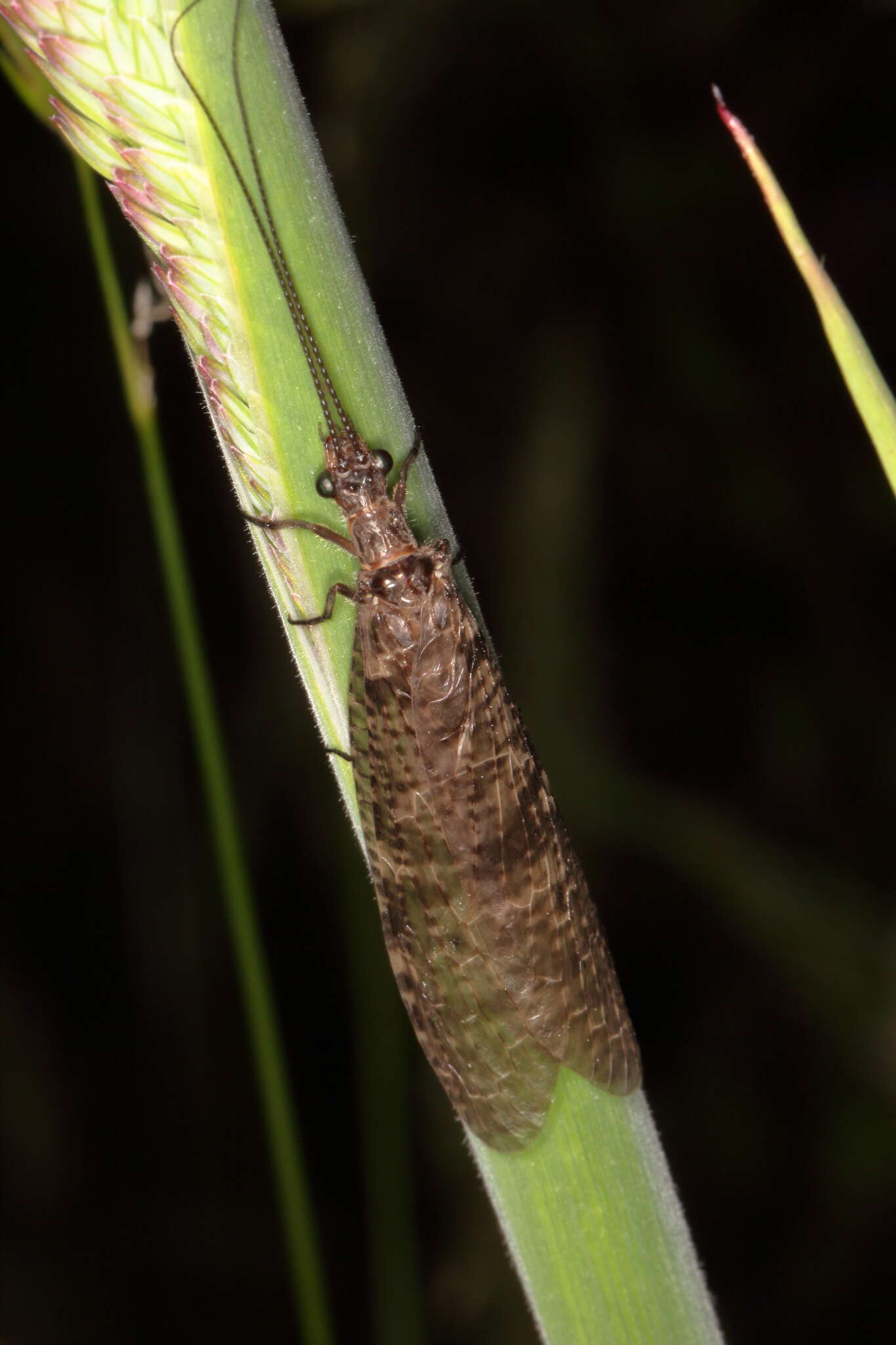 Image of New Zealand dobsonfly