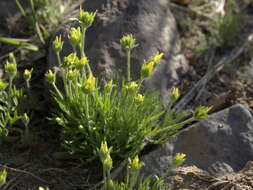 Image de Ceratocephalus testiculatus