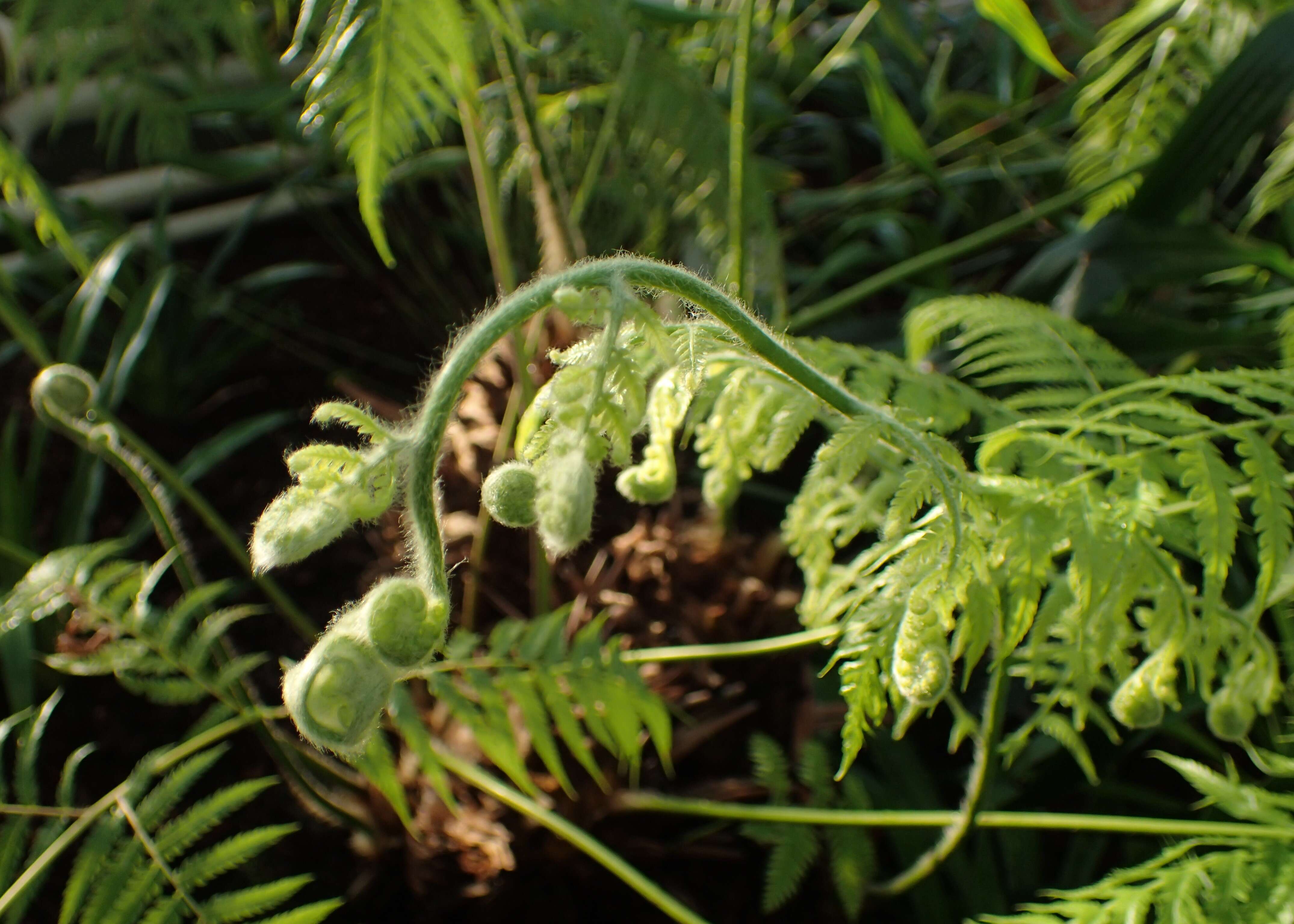 Image of Mexican Tree Fern